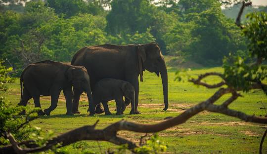  Yala National park